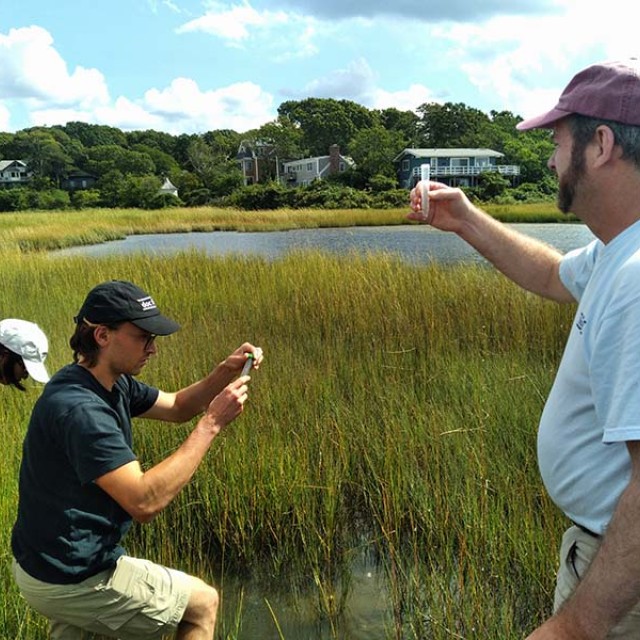 Sampling at Little Sippewissett Marsh